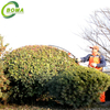 High Quality Curved 700w 26cc Petrol Hedge Trimmer for Garden and Yards