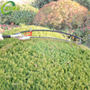 Big Power Curvable Cordless Gasoline Hedge Trimmer with 2 Stroke for Shrub