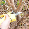 New Product Light Weight Electric Grape Pruning Shears for Tea Plantation