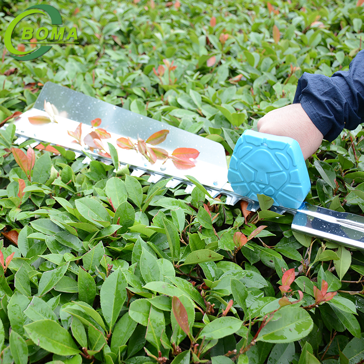 32tea bush stiffing