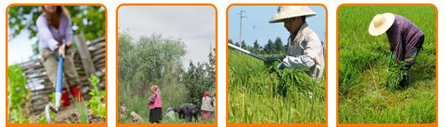 electric brush cutter 2