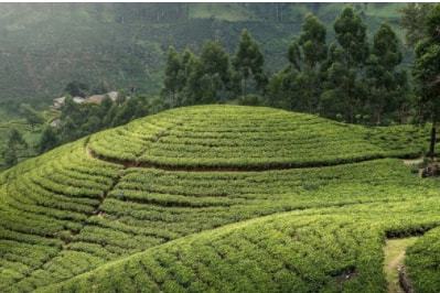 Diesel shortage in Sri Lanka severely affects tea production